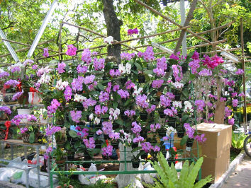 Flowers at Saigon Flower Market